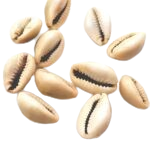 Kaudi (Shells)